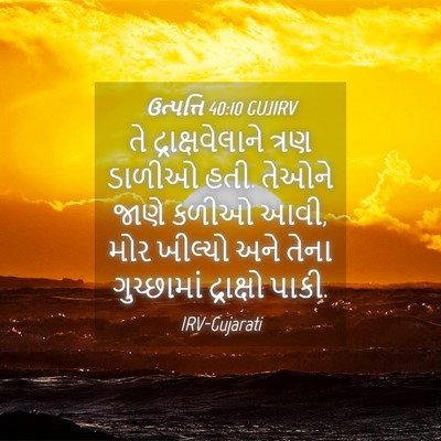 Picture 04 - ઉત્પત્તિ 40:10 GUJIRV - તે દ્રાક્ષવેલાને - Bible Verse Picture