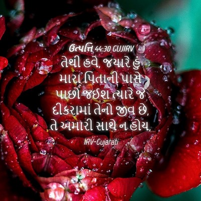 Picture 04 - ઉત્પત્તિ 44:30 GUJIRV - તેથી હવે, જયારે હું - Bible Verse Picture
