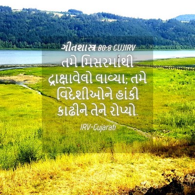 Picture 04 - ગીતશાસ્ત્ર 80:8 GUJIRV - તમે મિસરમાંથી - Bible Verse Picture