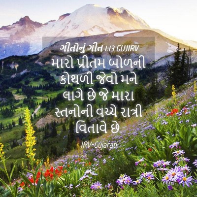 Picture 04 - ગીતોનું ગીત 1:13 GUJIRV - મારો પ્રીતમ બોળની - Bible Verse Picture