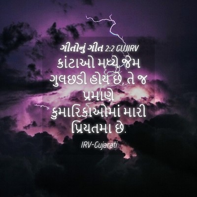 Picture 04 - ગીતોનું ગીત 2:2 GUJIRV - કાંટાઓ મધ્યે જેમ - Bible Verse Picture