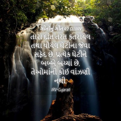 Picture 04 - ગીતોનું ગીત 4:2 GUJIRV - તારા દાંત તરત - Bible Verse Picture