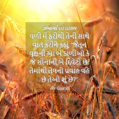 Picture 04 - ઝખાર્યા 4:12 GUJIRV - વળી મેં ફરીથી તેની - Bible Verse Picture