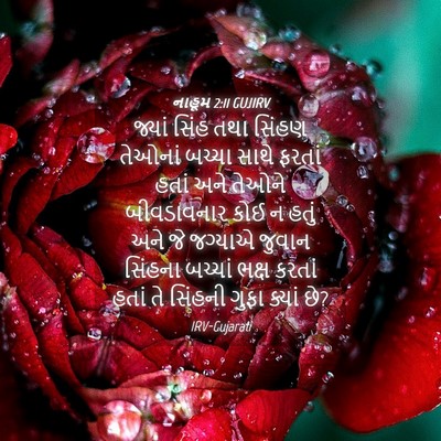 Picture 04 - નાહૂમ 2:11 GUJIRV - જ્યાં સિંહ તથા - Bible Verse Picture