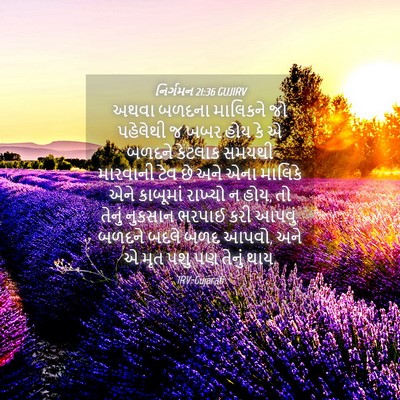 Picture 04 - નિર્ગમન 21:36 GUJIRV - અથવા બળદના - Bible Verse Picture