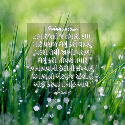 Picture 04 - નિર્ગમન 5:11 GUJIRV - તમારે જાતે જ તમારા - Bible Verse Picture