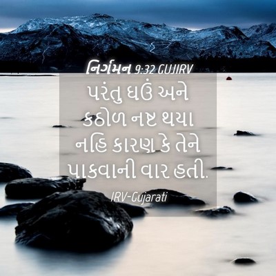 Picture 04 - નિર્ગમન 9:32 GUJIRV - પરંતુ ઘઉં અને કઠોળ - Bible Verse Picture