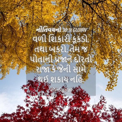 Picture 04 - નીતિવચનો 30:31 GUJIRV - વળી શિકારી કૂકડો; - Bible Verse Picture