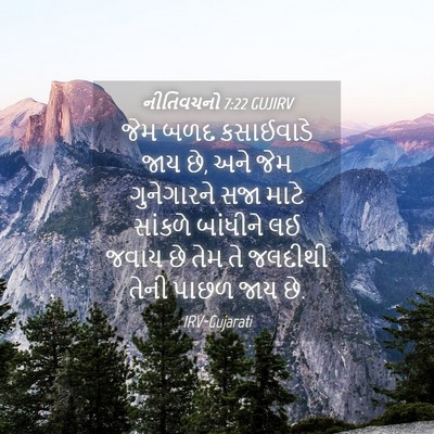 Picture 04 - નીતિવચનો 7:22 GUJIRV - જેમ બળદ કસાઈવાડે - Bible Verse Picture