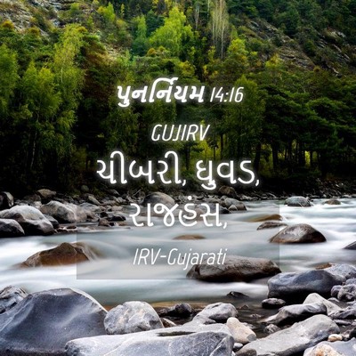 Picture 04 - પુનર્નિયમ 14:16 GUJIRV - ચીબરી, ઘુવડ, - Bible Verse Picture