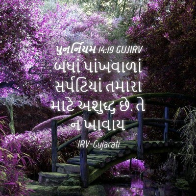 Picture 04 - પુનર્નિયમ 14:19 GUJIRV - બધાં પાંખવાળાં - Bible Verse Picture