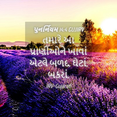 Picture 04 - પુનર્નિયમ 14:4 GUJIRV - તમારે આ પ્રાણીઓને - Bible Verse Picture