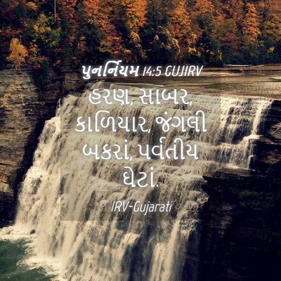 Picture 04 - પુનર્નિયમ 14:5 GUJIRV - હરણ, સાબર, કાળિયાર, - Bible Verse Picture
