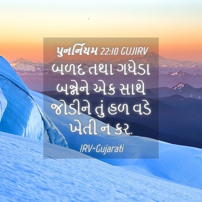 Picture 04 - પુનર્નિયમ 22:10 GUJIRV - બળદ તથા ગધેડા - Bible Verse Picture