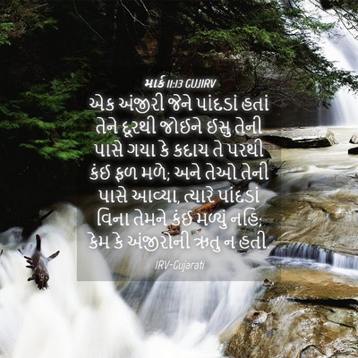 Picture 04 - માર્ક 11:13 GUJIRV - એક અંજીરી જેને - Bible Verse Picture