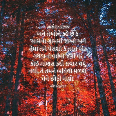 Picture 04 - માર્ક 11:2 GUJIRV - અને તેઓને કહે છે - Bible Verse Picture