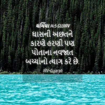 Picture 04 - યર્મિયા 14:5 GUJIRV - ઘાસની અછતને કારણે - Bible Verse Picture