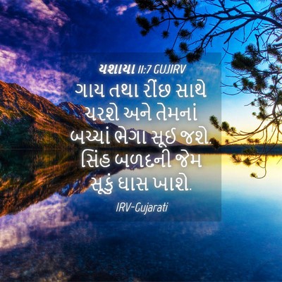 Picture 04 - યશાયા 11:7 GUJIRV - ગાય તથા રીંછ સાથે - Bible Verse Picture