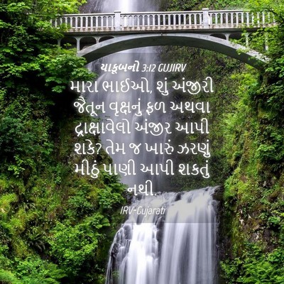 Picture 04 - યાકૂબનો 3:12 GUJIRV - મારા ભાઈઓ, શું - Bible Verse Picture