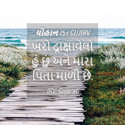 Picture 04 - યોહાન 15:1 GUJIRV - ખરો દ્રાક્ષાવેલો - Bible Verse Picture