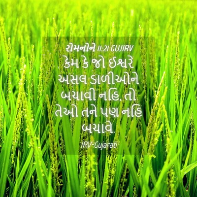 Picture 04 - રોમનોને 11:21 GUJIRV - કેમ કે જો ઈશ્વરે - Bible Verse Picture