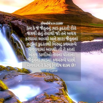 Picture 04 - રોમનોને 11:24 GUJIRV - કેમ કે જે જૈતૂનનું - Bible Verse Picture