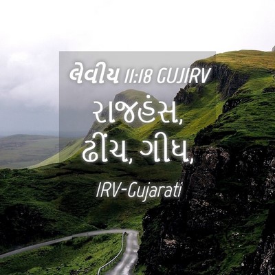Picture 04 - લેવીય 11:18 GUJIRV - રાજહંસ, ઢીંચ, - Bible Verse Picture