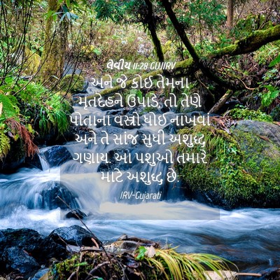 Picture 04 - લેવીય 11:28 GUJIRV - અને જે કોઈ તેમના - Bible Verse Picture