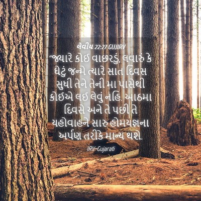 Picture 04 - લેવીય 22:27 GUJIRV - “જ્યારે કોઈ - Bible Verse Picture