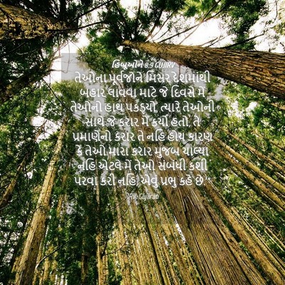 Picture 04 - હિબ્રૂઓને 8:9 GUJIRV - તેઓના પૂર્વજોને - Bible Verse Picture