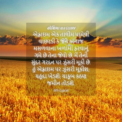 Picture 04 - હોશિયા 10:11 GUJIRV - એફ્રાઇમ એક તાલીમ - Bible Verse Picture
