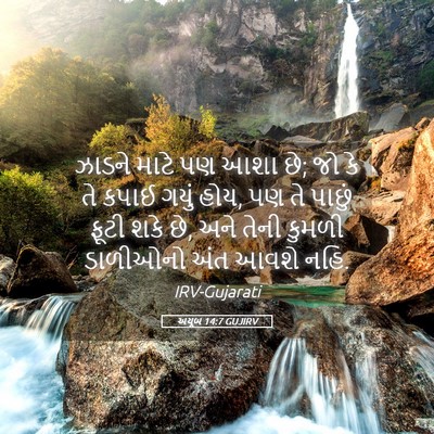 Picture 05 - અયૂબ 14:7 GUJIRV - ઝાડને માટે પણ આશા - Bible Verse Picture