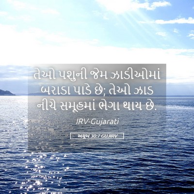 Picture 05 - અયૂબ 30:7 GUJIRV - તેઓ પશુની જેમ - Bible Verse Picture