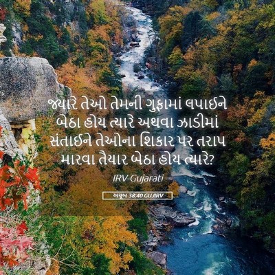 Picture 05 - અયૂબ 38:40 GUJIRV - જ્યારે તેઓ તેમની - Bible Verse Picture