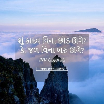Picture 05 - અયૂબ 8:11 GUJIRV - શું કાદવ વિના છોડ - Bible Verse Picture