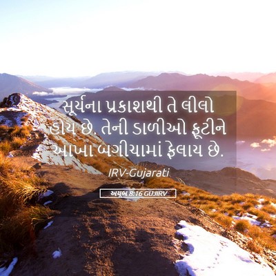 Picture 05 - અયૂબ 8:16 GUJIRV - સૂર્યના પ્રકાશથી - Bible Verse Picture