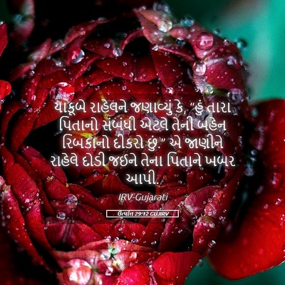 Picture 05 - ઉત્પત્તિ 29:12 GUJIRV - યાકૂબે રાહેલને - Bible Verse Picture