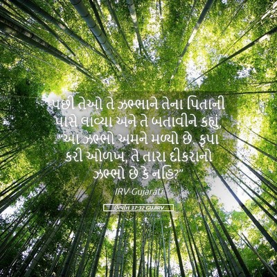 Picture 05 - ઉત્પત્તિ 37:32 GUJIRV - પછી તેઓ તે ઝભ્ભાને - Bible Verse Picture