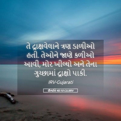 Picture 05 - ઉત્પત્તિ 40:10 GUJIRV - તે દ્રાક્ષવેલાને - Bible Verse Picture