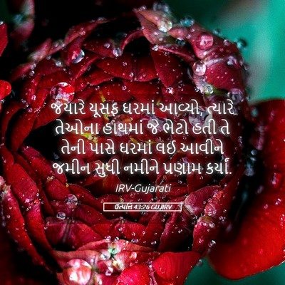 Picture 05 - ઉત્પત્તિ 43:26 GUJIRV - જયારે યૂસફ ઘરમાં - Bible Verse Picture