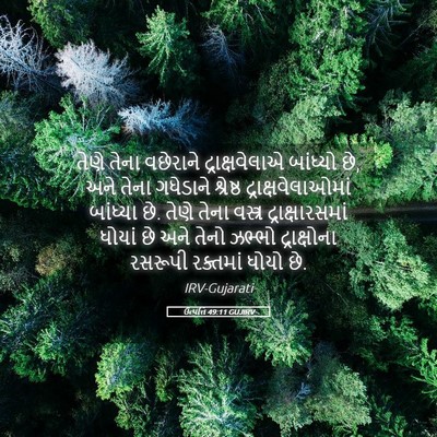 Picture 05 - ઉત્પત્તિ 49:11 GUJIRV - તેણે તેના વછેરાને - Bible Verse Picture