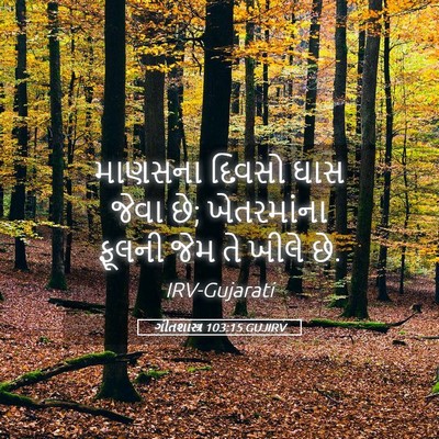 Picture 05 - ગીતશાસ્ત્ર 103:15 GUJIRV - માણસના દિવસો ઘાસ - Bible Verse Picture