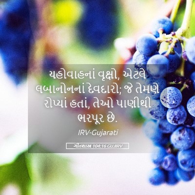 Picture 05 - ગીતશાસ્ત્ર 104:16 GUJIRV - યહોવાહનાં વૃક્ષો, - Bible Verse Picture