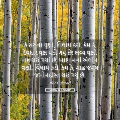 Picture 05 - ઝખાર્યા 11:2 GUJIRV - હે સરુના વૃક્ષો, - Bible Verse Picture