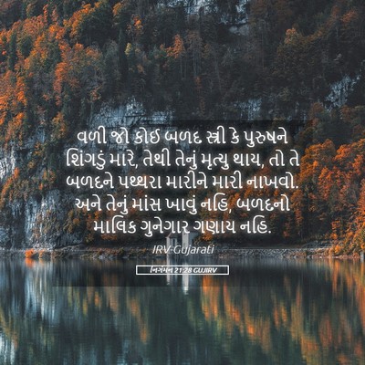 Picture 05 - નિર્ગમન 21:28 GUJIRV - વળી જો કોઈ બળદ - Bible Verse Picture