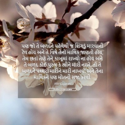 Picture 05 - નિર્ગમન 21:29 GUJIRV - પણ જો તે બળદને - Bible Verse Picture