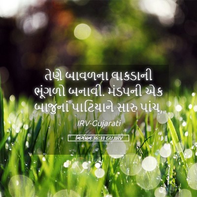 Picture 05 - નિર્ગમન 36:31 GUJIRV - તેણે બાવળના - Bible Verse Picture