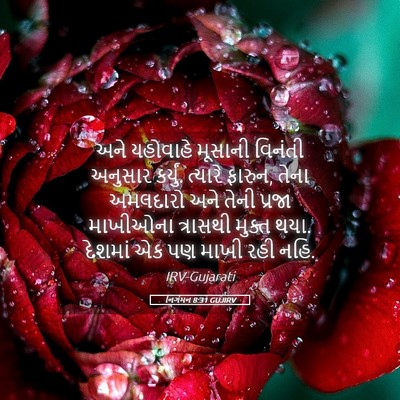 Picture 05 - નિર્ગમન 8:31 GUJIRV - અને યહોવાહે - Bible Verse Picture