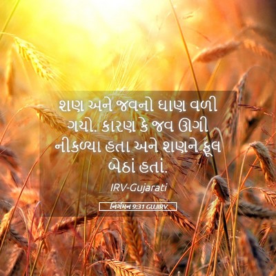 Picture 05 - નિર્ગમન 9:31 GUJIRV - શણ અને જવનો ઘાણ વળી - Bible Verse Picture