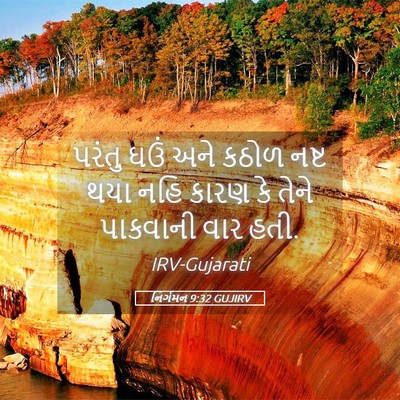 Picture 05 - નિર્ગમન 9:32 GUJIRV - પરંતુ ઘઉં અને કઠોળ - Bible Verse Picture